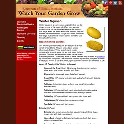 Winter Squash - Vegetable Directory - Watch Your Garden Grow