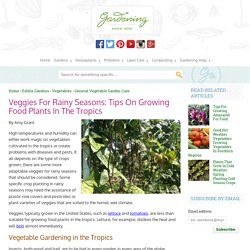 Vegetable Gardening In The Tropics – Crop Planting In Rainy Seasons