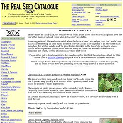 Vegetable Seeds : Salad Crops other than lettuce