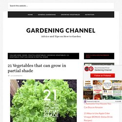 21 Vegetables that can grow in partial shade