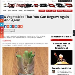8 Vegetables That You Can Regrow Again And Again
