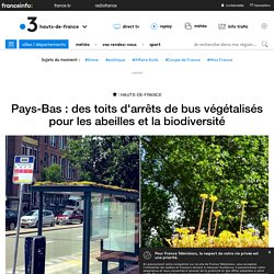 Pays-Bas : des toits d'arrêts de bus végétalisés pour les abeilles et la biodiversité