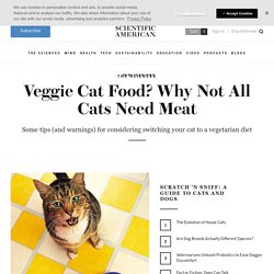 Veggie Cat Food? Why Not All Cats Need Meat