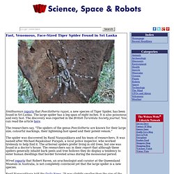 Fast, Venomous, Face-Sized Tiger Spider Found in Sri Lanka