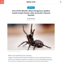 Super-Venomous Spiders Could Surge in Australia