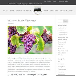 Veraison in the Vineyards