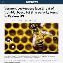 Vermont beekeepers face threat of 'zombie' bees; 1st time parasite found in Eastern US
