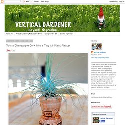 Vertical Gardener: Turn a Champagne Cork Into a Tiny Air Plant Planter