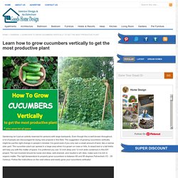 Learn how to grow cucumbers vertically to get the most productive plant