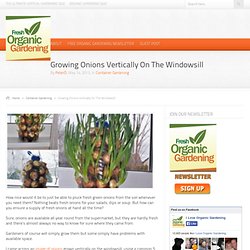 Fresh Organic Gardening – Growing Onions Vertically On The Windowsill
