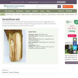 Verticillium wilt/RHS Gardening
