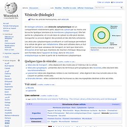 Vésicule (biologie)