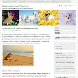 - Medicina Natural para tratar el cancer en animales « Veterinaria Natural Valladolid