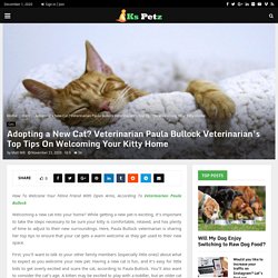 Adopting a New Cat? Veterinarian Paula Bullock Veterinarian's Top Tips On Welcoming Your Kitty Home - Ks Petz