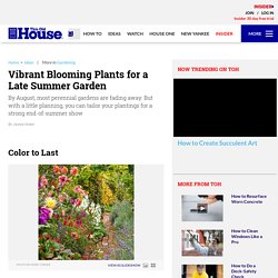 Vibrant Blooming Plants for a Late Summer Garden
