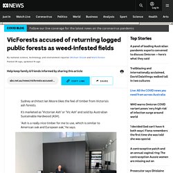 VicForests accused of returning logged public forests as weed-infested fields