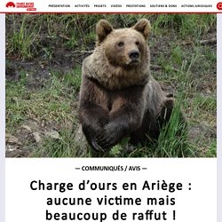 9 août 2021 Charge d'ours en Ariège : aucune victime mais beaucoup de raffut !