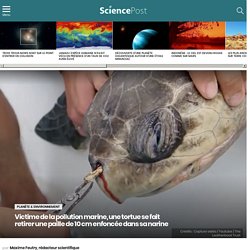 Victime de la pollution marine, une tortue se fait retirer une paille de 10 cm enfoncée dans sa narine