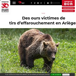 Des ours victimes de tirs d’effarouchement en Ariège