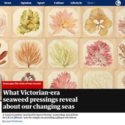 What Victorian-era seaweed pressings reveal about our changing seas
