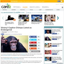 Victory! Captive Chimps Listed as Endangered