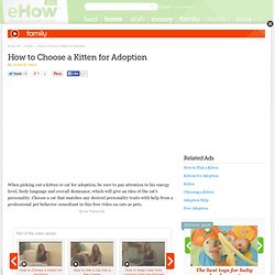 How to Choose a Kitten for Adoption: Cat Care