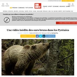 Une vidéo inédite des ours bruns dans les Pyrénées