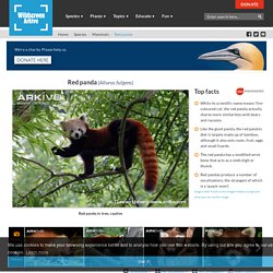 Red panda videos, photos and facts - Ailurus fulgens