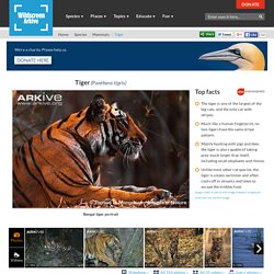 Tiger videos, photos and facts - Panthera tigris