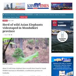 Herd of wild Asian Elephants videotaped in Mondulkiri province