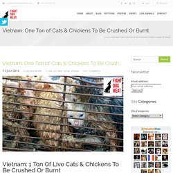 Vietnam: One Ton of Cats & Chickens To Be Crushed Or Burnt – Fight Dog Meat
