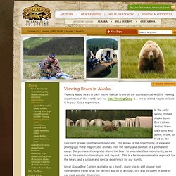Viewing Bears with Great Alaska Adventures