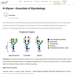 N-Glycan – Essentials of Glycobiology