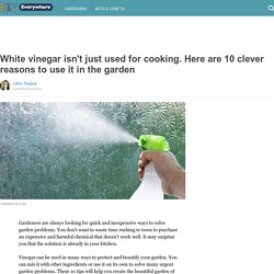 White vinegar isn't just used for cooking. Here are 10 clever reasons to use it in the garden