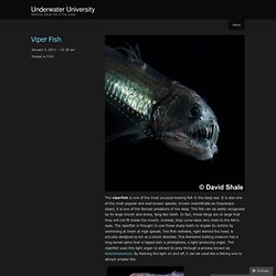 Underwater University