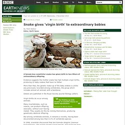 BBC - Earth News - Snake gives 'virgin birth' to extraordinary babies