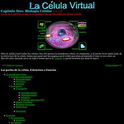 La cèl·lula virtual