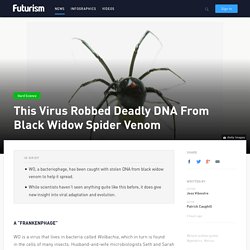 This Virus Robbed Deadly DNA From Black Widow Spider Venom