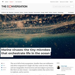 Marine viruses: the tiny microbes that orchestrate life in the ocean