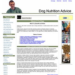Vitamin C For Dogs - Vitamin C Sources - Vitamin C Absorption