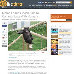 Mothers Teach Chimp Kids 'Words'