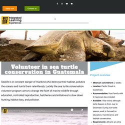 Volunteer in sea turtle conservation in Guatemala-