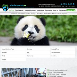 Enjoy an Interesting Panda Volunteering Program