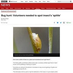 Bug hunt: Volunteers needed to spot insect's 'spittle'
