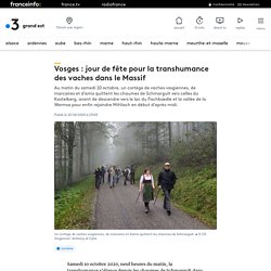 Vosges : jour de fête pour la transhumance des vaches dans le Massif