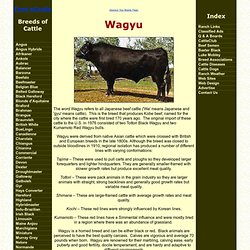 Wagyu Cattle at Cattle-Today.com