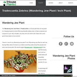 Wandering Jew Plant / Inch Plant (Tradescantia zebrina / Zebrina pendula)