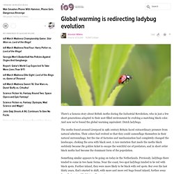 Global warming is redirecting ladybug evolution