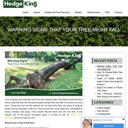 Warning Signs That Your Tree Might Fall