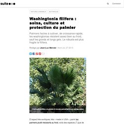 Washingtonia filifera : soins, culture et protection du palmier